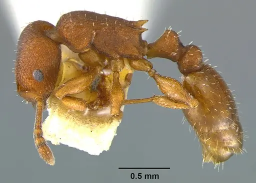 Temnothorax bradleyi specimen CASENT0105869 image casent0105869_4