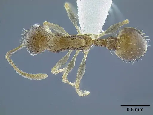 Temnothorax brevidentis specimen CASENT0712603 image casent0712603_1