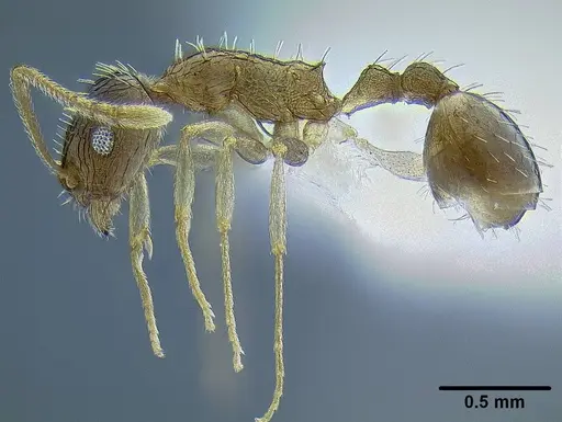 Temnothorax brevidentis specimen CASENT0712603 image casent0712603_3