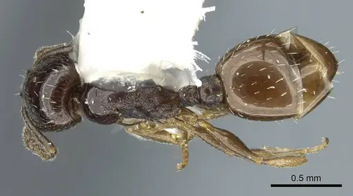 Temnothorax brevispinosus specimen CASENT0911187 image casent0911187_1
