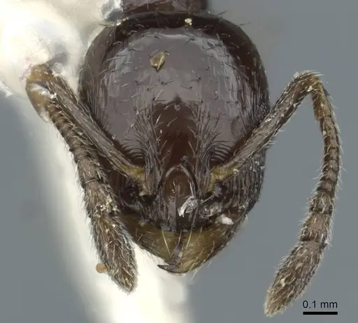Temnothorax brevispinosus specimen CASENT0911187 image casent0911187_2