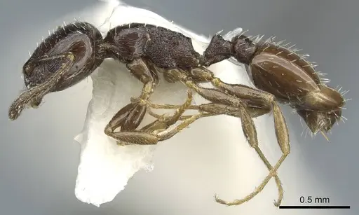 Temnothorax brevispinosus specimen CASENT0911187 image casent0911187_3