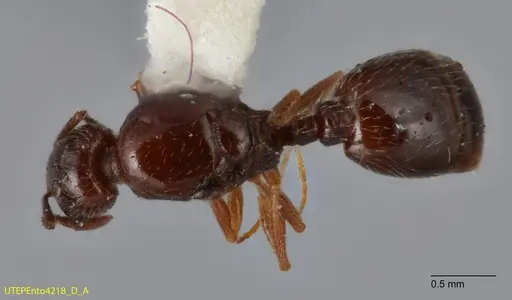 Temnothorax brevispinosus specimen UTEPENTO4218-01 image utepento4218-01_1