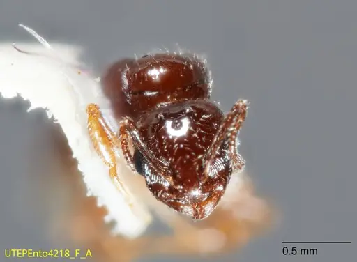 Temnothorax brevispinosus specimen UTEPENTO4218-01 image utepento4218-01_2