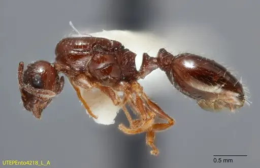Temnothorax brevispinosus specimen UTEPENTO4218-01 image utepento4218-01_3