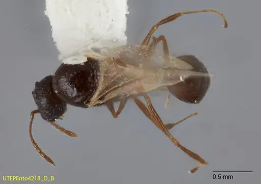 Temnothorax brevispinosus specimen UTEPENTO4218-02 image utepento4218-02_1