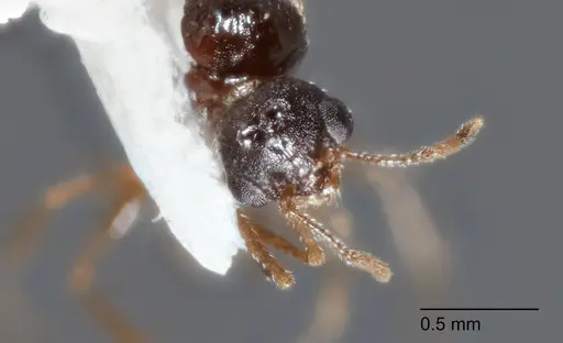 Temnothorax brevispinosus specimen UTEPENTO4218-02 image utepento4218-02_2