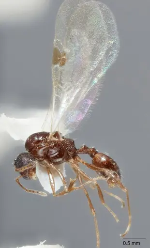 Temnothorax brevispinosus specimen UTEPENTO4218-02 image utepento4218-02_3