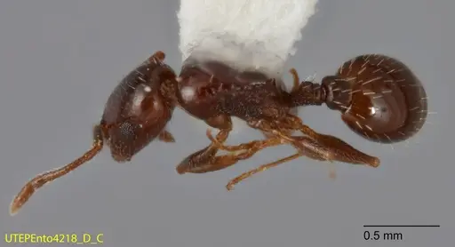 Temnothorax brevispinosus specimen UTEPENTO4218-03 image utepento4218-03_1
