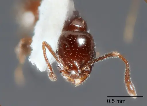 Temnothorax brevispinosus specimen UTEPENTO4218-03 image utepento4218-03_2
