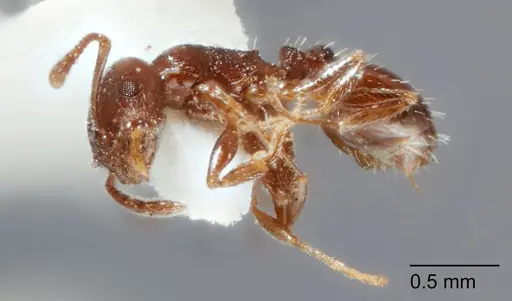 Temnothorax brevispinosus specimen UTEPENTO4218-03 image utepento4218-03_3