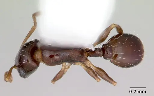 Temnothorax bristoli specimen CASENT0172987 image casent0172987_1