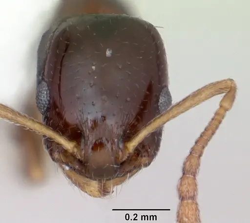 Temnothorax bristoli specimen CASENT0172987 image casent0172987_2