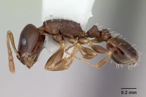 Temnothorax bristoli specimen CASENT0172987 image casent0172987_3