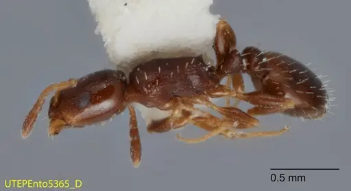 Temnothorax bristoli specimen UTEPENTO5365 image utepento5365_1