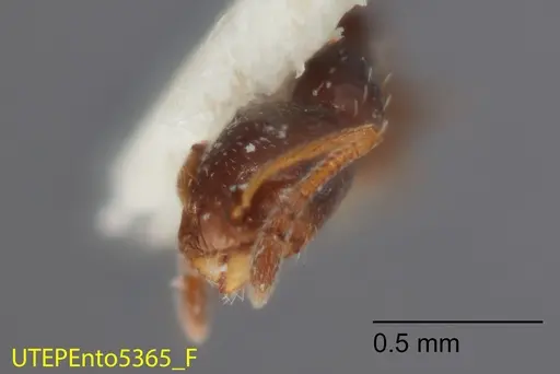 Temnothorax bristoli specimen UTEPENTO5365 image utepento5365_2