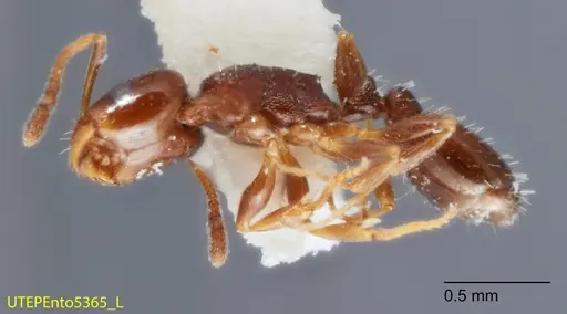 Temnothorax bristoli specimen UTEPENTO5365 image utepento5365_3