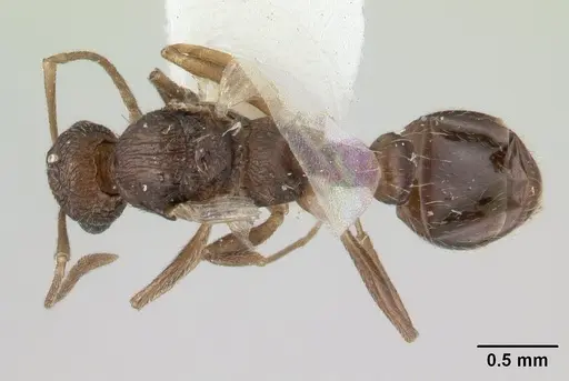 Temnothorax brunneus specimen CASENT0178569 image casent0178569_1