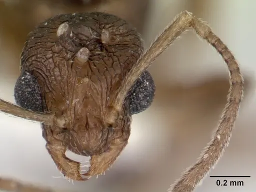 Temnothorax brunneus specimen CASENT0178569 image casent0178569_2