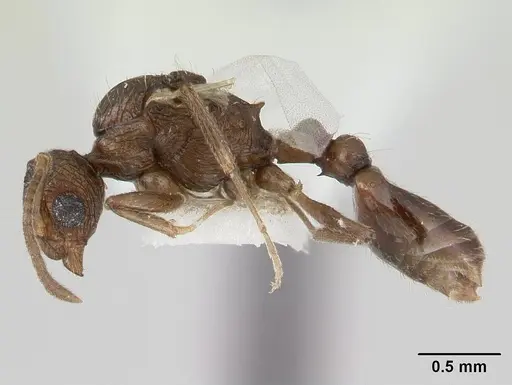 Temnothorax brunneus specimen CASENT0178569 image casent0178569_3