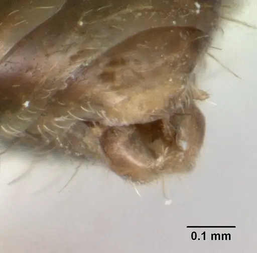 Temnothorax brunneus specimen CASENT0178569 image casent0178569_4