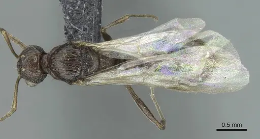 Temnothorax brunneus specimen CASENT0913783 image casent0913783_1