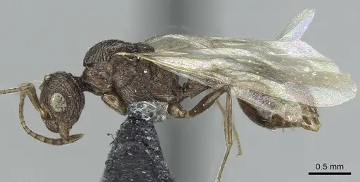 Temnothorax brunneus specimen CASENT0913783 image casent0913783_3