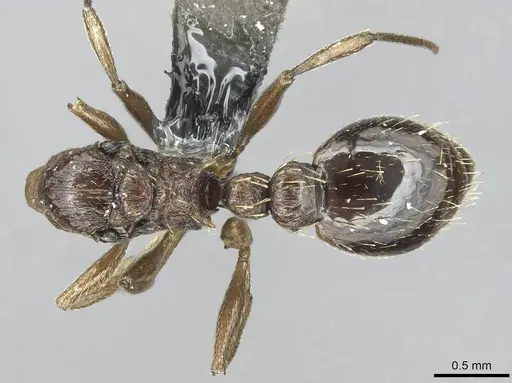 Temnothorax brunneus specimen CASENT0913784 image casent0913784_1