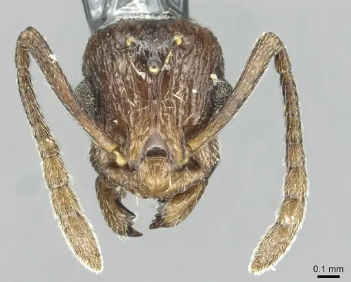 Temnothorax brunneus specimen CASENT0913784 image casent0913784_2