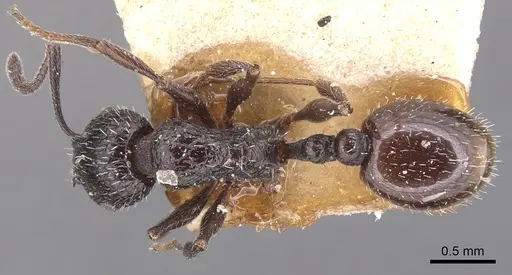 Temnothorax bucheti specimen CASENT0904733 image casent0904733_1