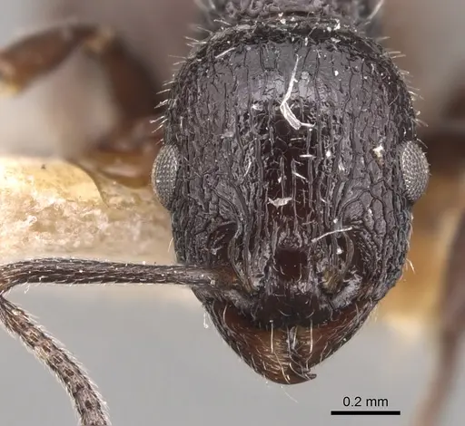 Temnothorax bucheti specimen CASENT0904733 image casent0904733_2