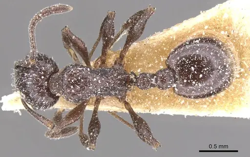Temnothorax bucheti specimen CASENT0912908 image casent0912908_1