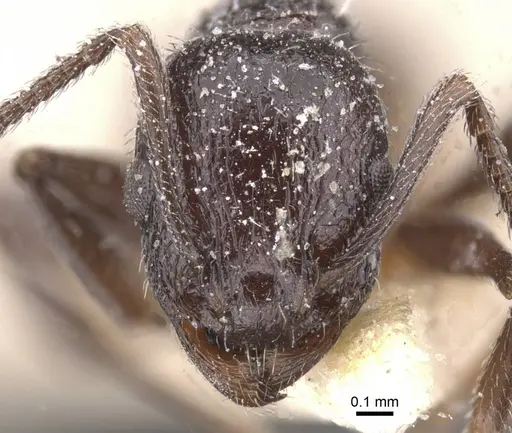 Temnothorax bucheti specimen CASENT0912908 image casent0912908_2