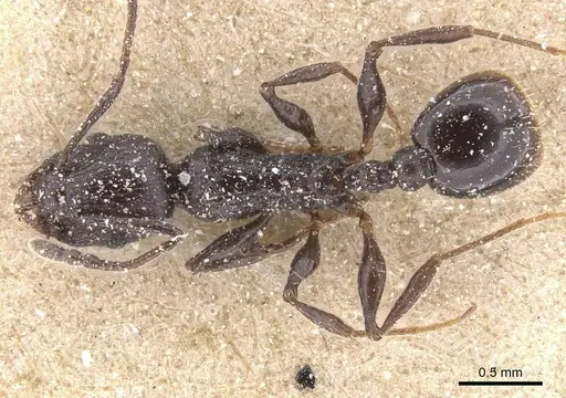 Temnothorax bucheti specimen CASENT0912909 image casent0912909_1