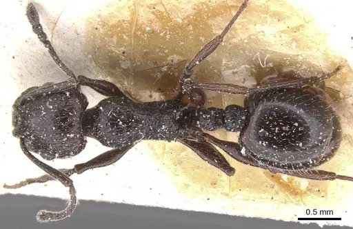 Temnothorax bucheti specimen CASENT0912910 image casent0912910_1