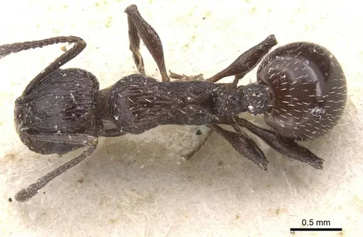 Temnothorax bucheti specimen CASENT0912911 image casent0912911_1