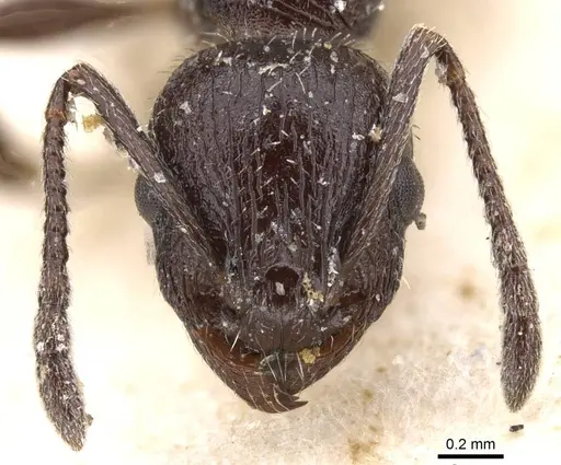 Temnothorax bucheti specimen CASENT0912911 image casent0912911_2