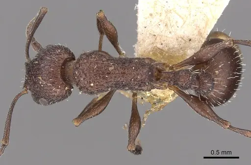 Temnothorax bugnioni specimen CASENT0901777 image casent0901777_1