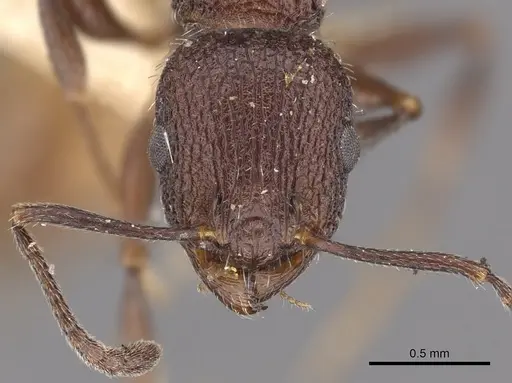 Temnothorax bugnioni specimen CASENT0901777 image casent0901777_2