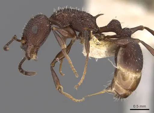 Temnothorax bugnioni specimen CASENT0901777 image casent0901777_3