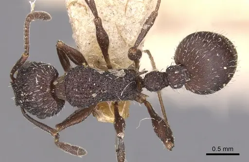 Temnothorax bugnioni specimen CASENT0904735 image casent0904735_1