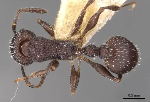 Temnothorax bugnioni specimen CASENT0909006 image casent0909006_1