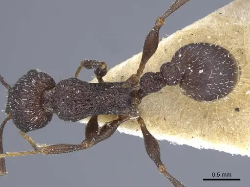Temnothorax bugnioni specimen CASENT0917036 image casent0917036_2