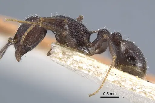 Temnothorax bugnioni specimen CASENT0917036 image casent0917036_4