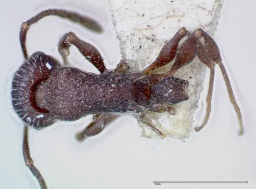 Temnothorax bugnioni specimen FOCOL0204 image focol0204_1