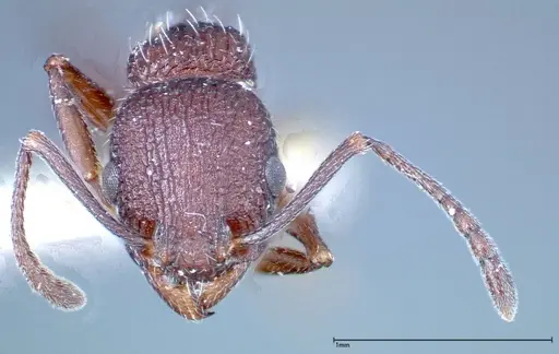 Temnothorax bugnioni specimen FOCOL0204 image focol0204_2