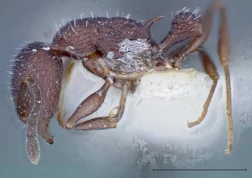 Temnothorax bugnioni specimen FOCOL0204 image focol0204_3