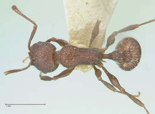 Temnothorax bugnioni specimen FOCOL2034 image focol2034_1