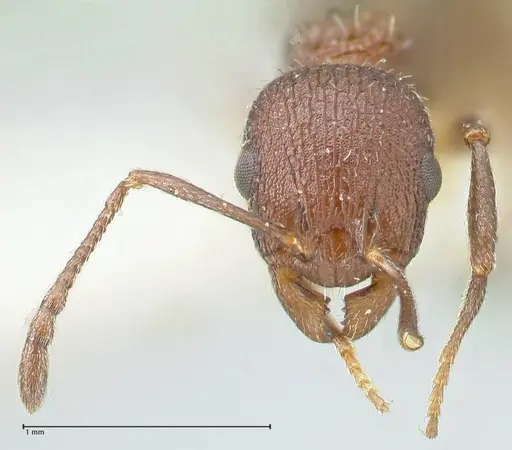 Temnothorax bugnioni specimen FOCOL2034 image focol2034_2