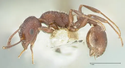 Temnothorax bugnioni specimen FOCOL2034 image focol2034_3